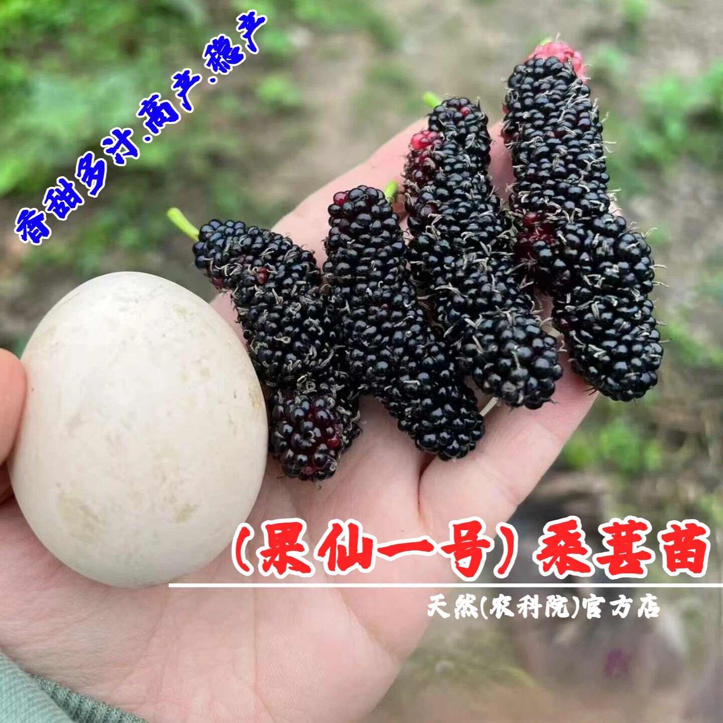 纯甜耐寒长果桑苗果仙一号桑葚树
