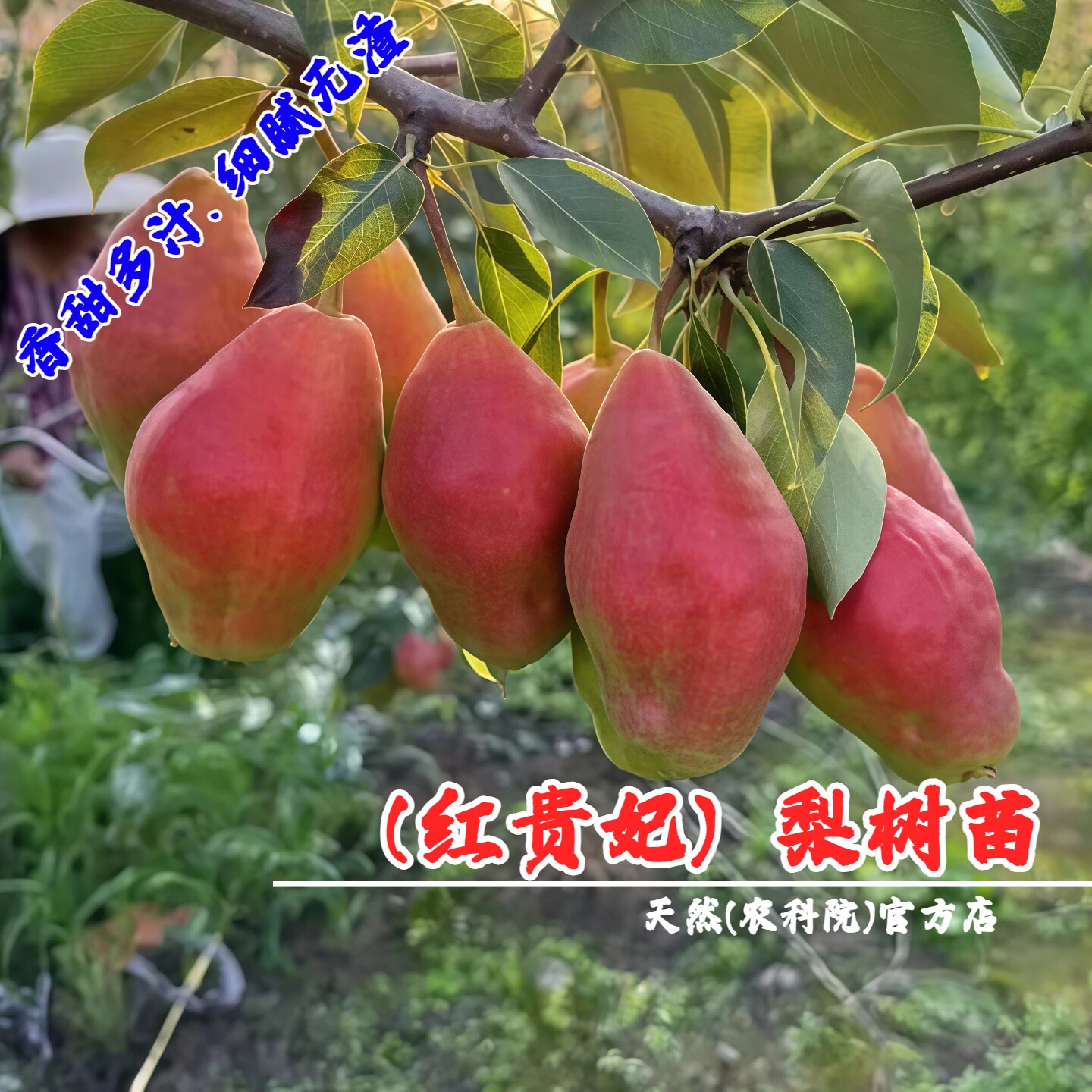 新品种红贵妃梨树苗特大庭院栽脆甜红啤梨果苗西洋梨苗南北方种植