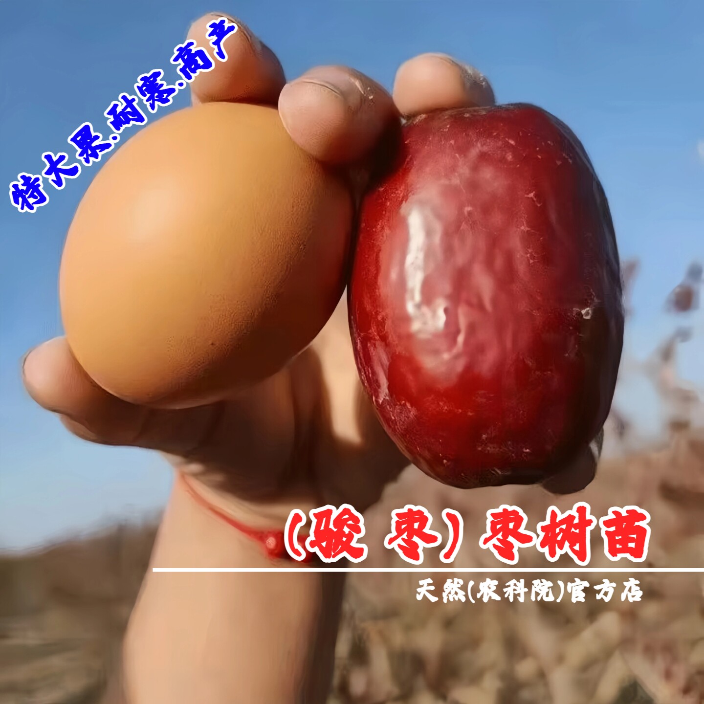 新疆和田大红枣苗树骏枣树苗特大枣树活苗盆栽南北方种植当年结果