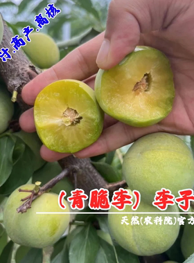 李树果苗嫁接汶川青脆李树苗脱骨清脆空心李子苗树苖南方北方种植