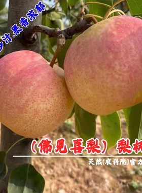 嫁接佛见喜梨树苗北京茅山后脆甜红香酥梨平谷红肖梨苗南北方种植