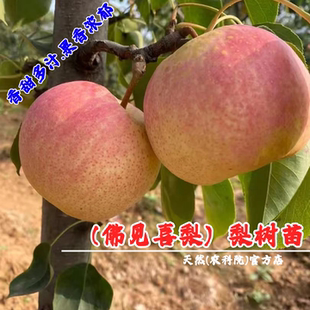 嫁接佛见喜梨树苗北京茅山后脆甜红香酥梨平谷红肖梨苗南北方种植