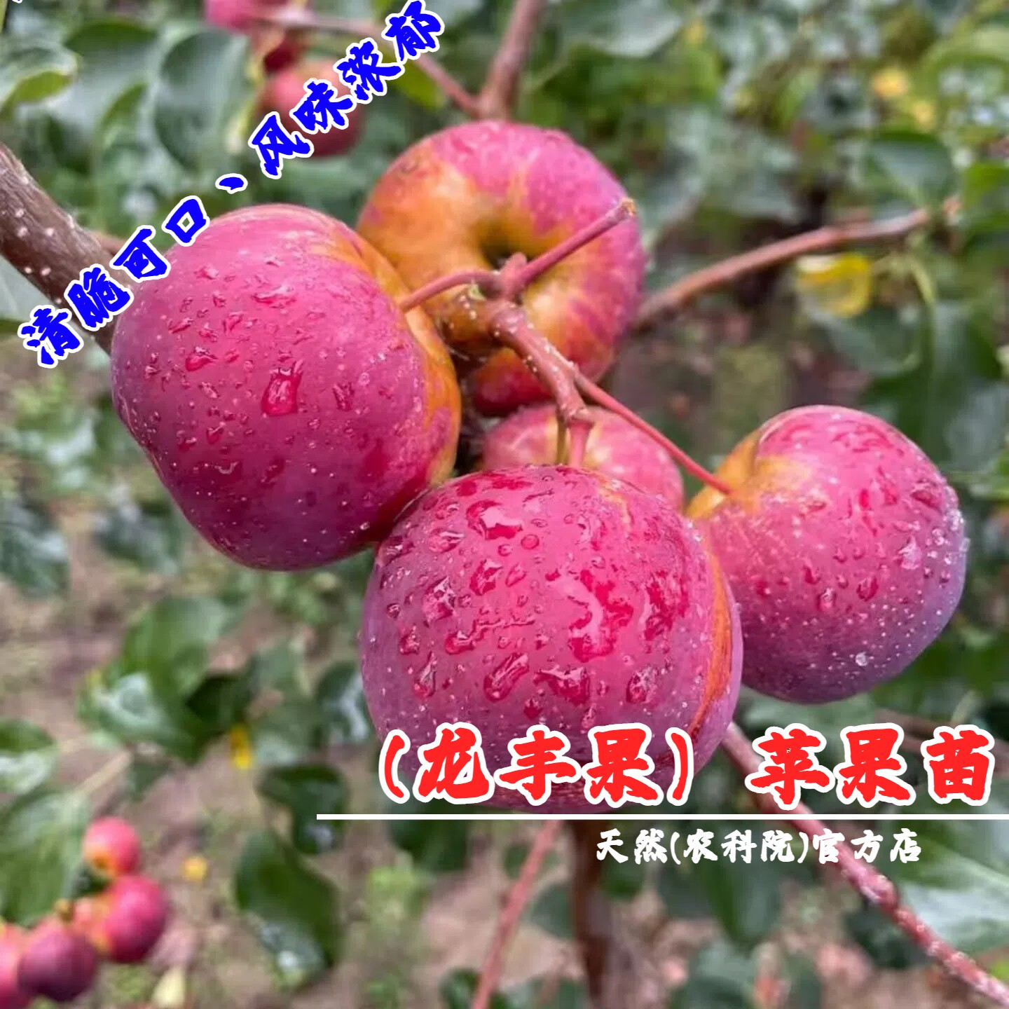 耐寒果树东北龙丰果小苹果苗脆甜大秋果沙果苹果树苗盆栽当年结果