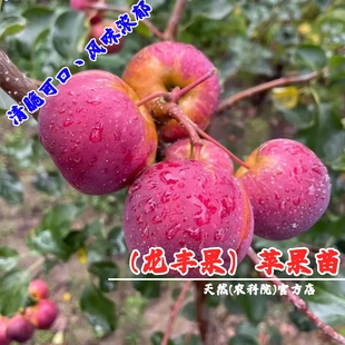 耐寒果树东北龙丰果小苹果苗脆甜大秋果沙果苹果树苗盆栽当年结果