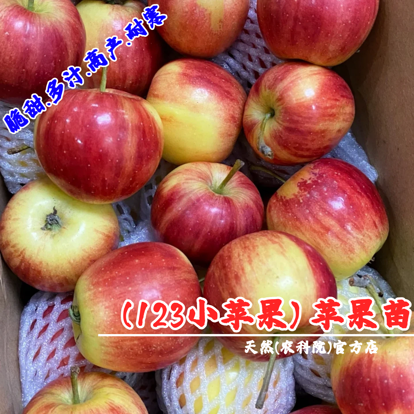 东北123小苹果树苗矮化盆栽庭院耐寒海棠果沙果苹果苗南北方种植