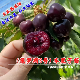 耐寒冻俄罗斯8号大樱桃苗嫁接俄八樱桃树苖车厘子树苗南北方种植