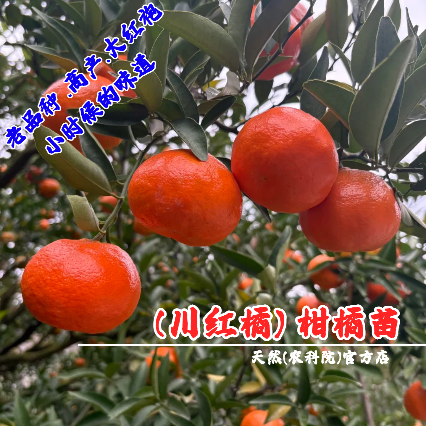 老品种川红橘树苗四川柑橘蜜桔陈皮盆栽地栽橘子树果苗南北方种植