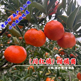 老品种川红橘树苗四川柑橘蜜桔陈皮盆栽地栽橘子树果苗南北方种植