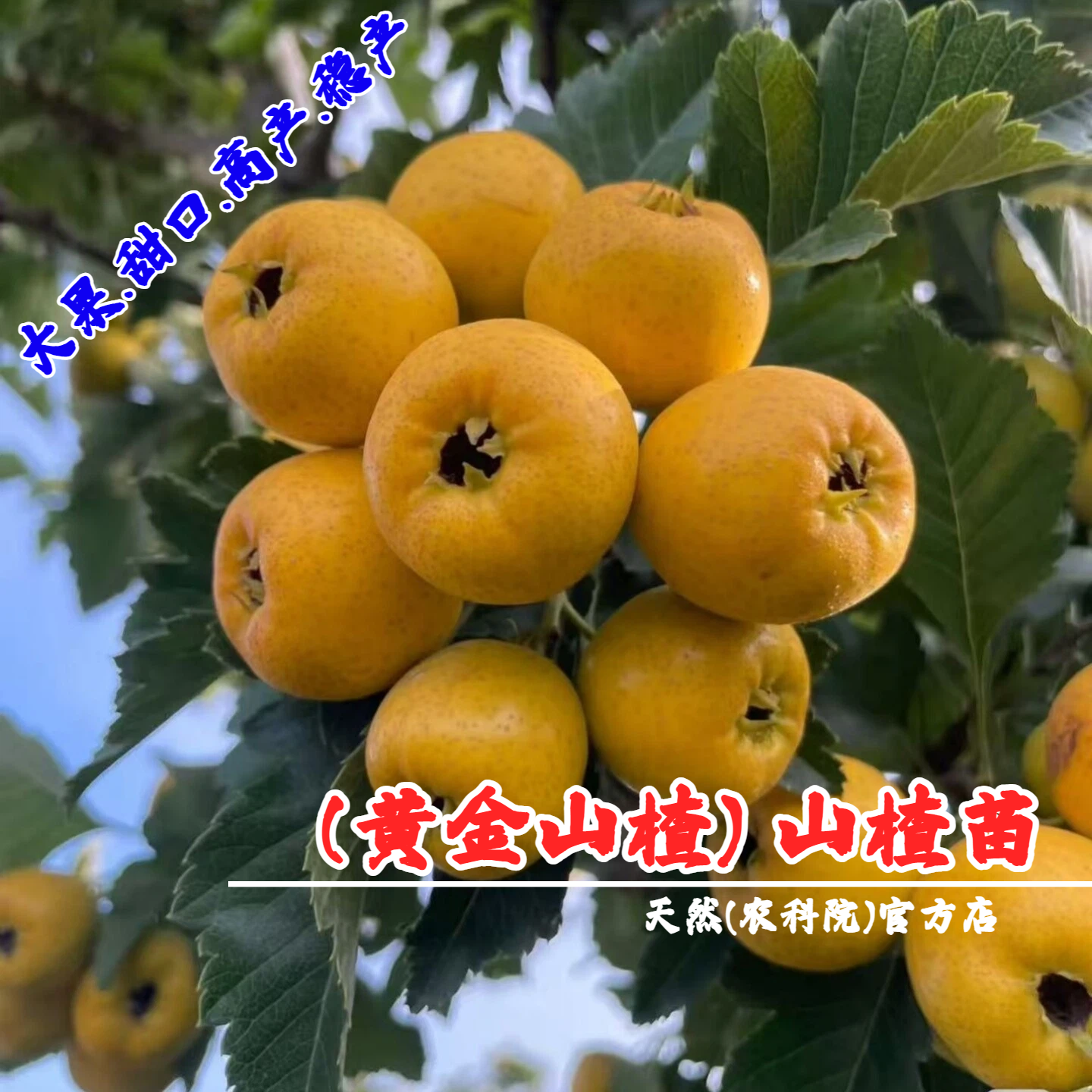 纯甜黄山楂树活苗嫁接甜黄山楂苗盆栽庭院黄金豆果苗南方北方种植