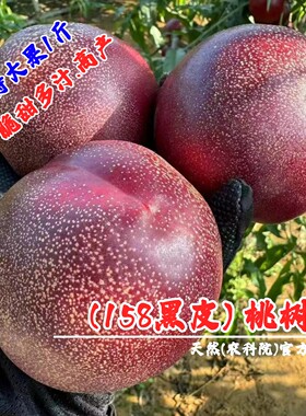 新品种6月极早熟黑皮158油桃苗特大油桃树果苗黑炭头脆甜油桃树苗