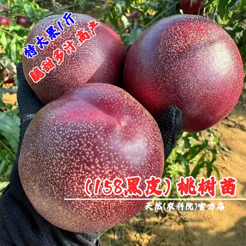 新品种6月极早熟黑皮158油桃苗特大油桃树果苗黑炭头脆甜油桃树苗