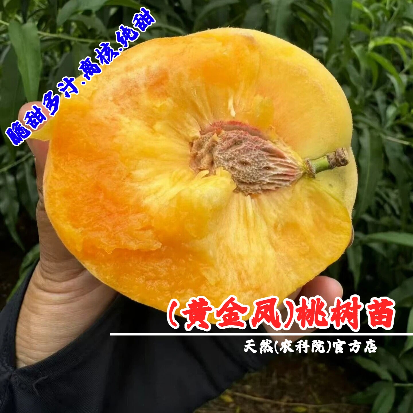 嫁接金凤黄桃苗离核黄桃树苗特大脆甜纯甜黄桃树苖庭院南北方种植