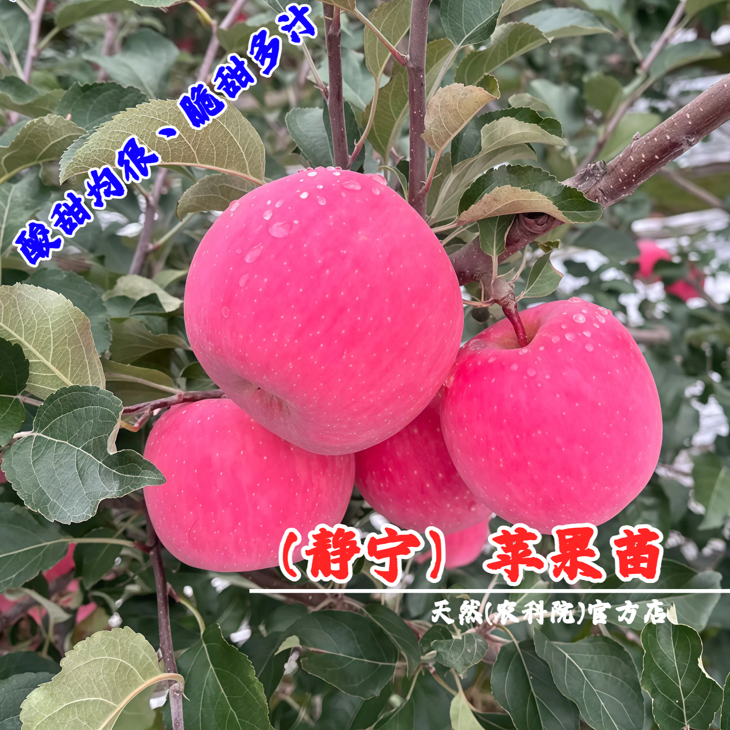 甘肃静宁红富士苹果树果苗矮化盆栽庭院地栽脆甜苹果苗南北方种植