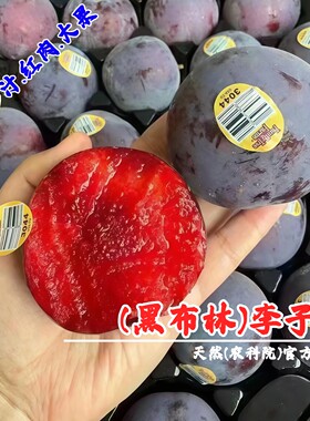 嫁接黑布林李子树苗红肉黑布朗大李子苗盆栽地栽李树南方北方种植