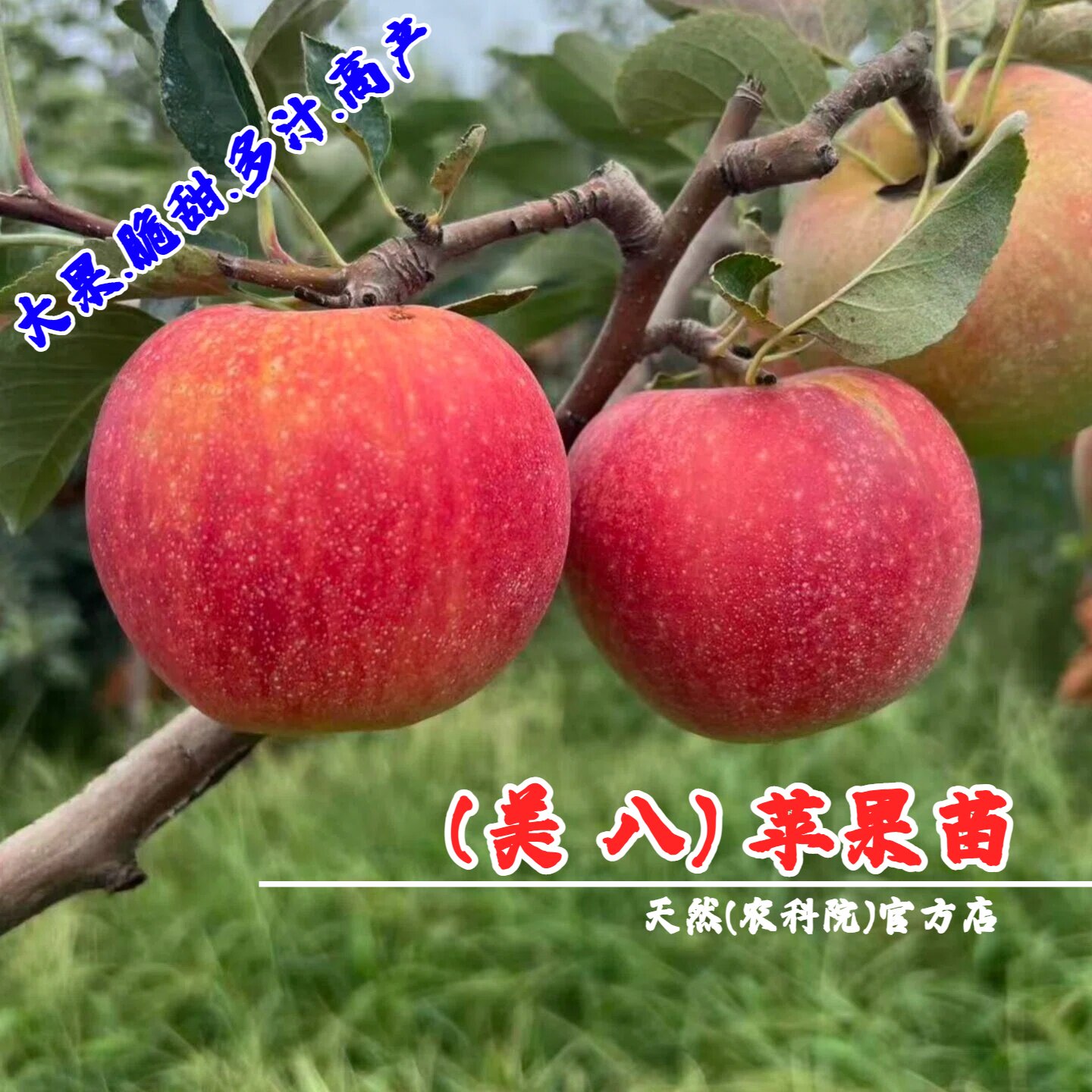 嫁接早熟美国8号苹果树苗矮化盆栽庭院特大美八苹果苗南北方种植