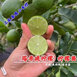 泰国无籽小青柠树苗室内盆栽青柠檬苗塔希提柠檬树苗南方北方种植