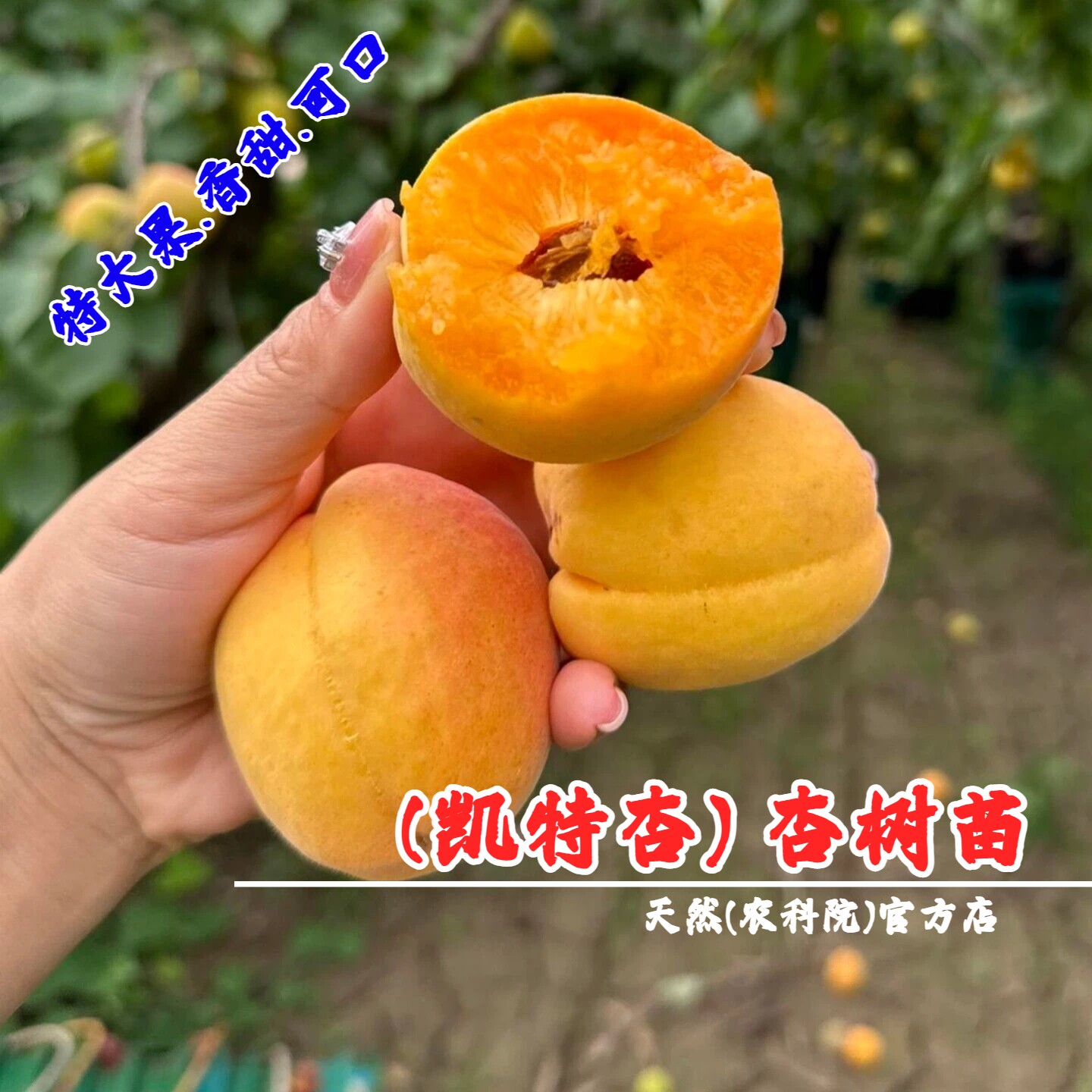 山东凯特杏树苗嫁接特大杏苗盆栽庭院地栽果苗南方北方种植杏子树