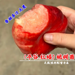 桃树果苗嫁接北京平谷蟠桃苗特大水蜜桃王母红蟠桃树苗南北方种植