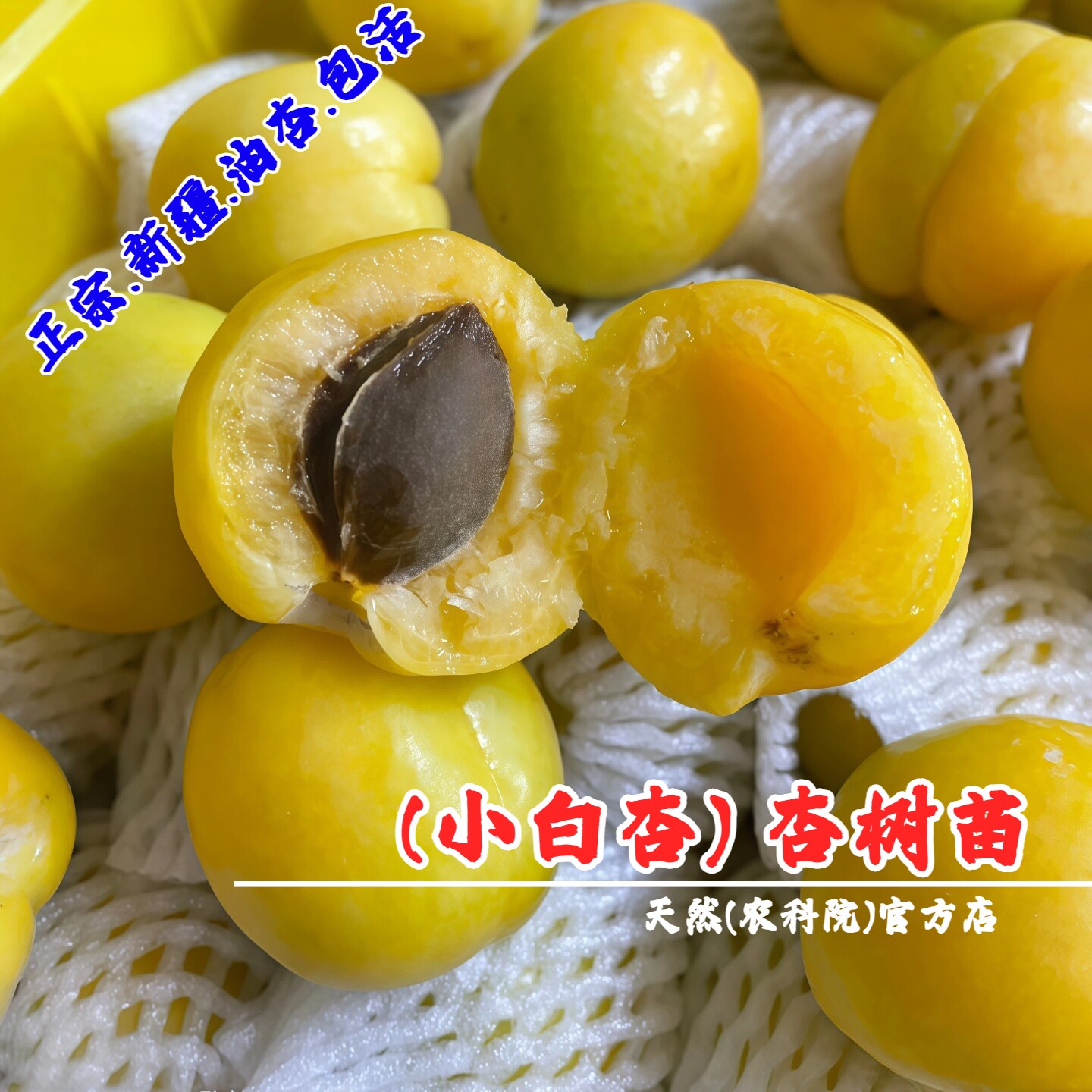 嫁接新疆小白杏苗甜仁杏子果苗白色蜂蜜杏树苗南北方种植当年结果