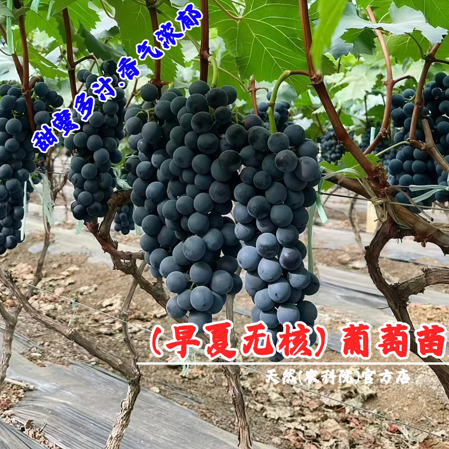 嫁接早熟葡萄树苖盆栽庭院爬藤早夏无核葡萄苗南北方种植当年结果
