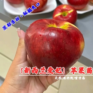 爱妃苹果苗脆甜多汁苹果树苗南方北方种植新西兰盆栽庭院矮化特大
