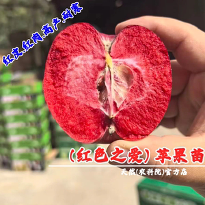 嫁接瑞士红色之爱苹果苗盆栽地栽耐寒119-6红肉苹果苗南北方种植