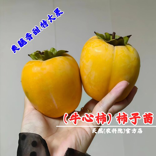 牛心柿子苗树嫁接特大脱涩柿树苗盆栽庭院地栽柿苗树苖南北方种植