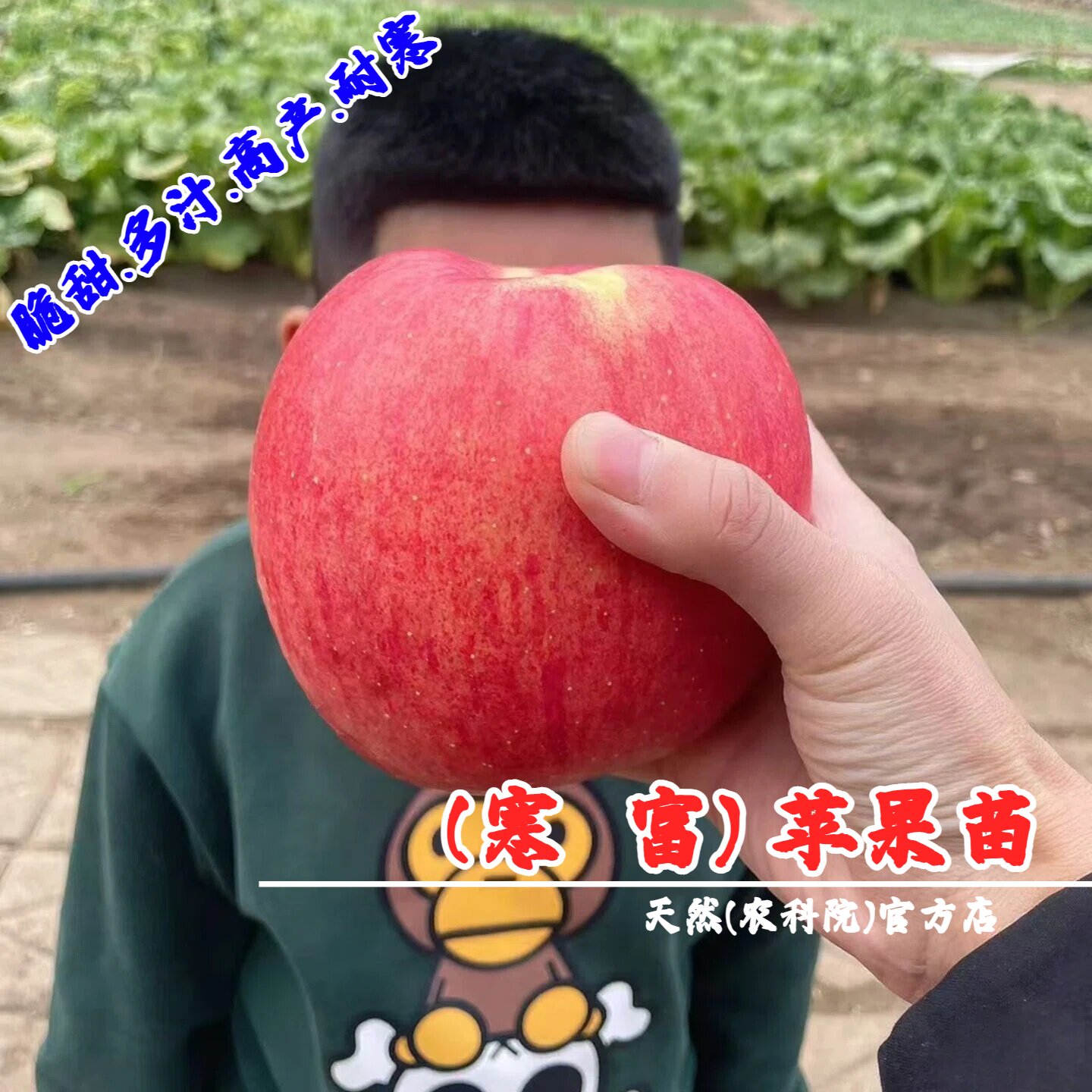 嫁接东北抗冻寒富苹果树苗矮化盆栽庭院耐寒脆甜苹果苗南北方种植