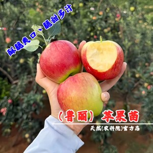 7月成熟鲁丽苹果树苗矮化盆栽庭院嫁接山东早熟苹果苗南北方种植