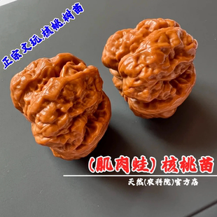 大粗筋肌肉蛙文玩核桃苗盆栽金蟾延庆蛤蟆头麻核桃树苗南北方种植