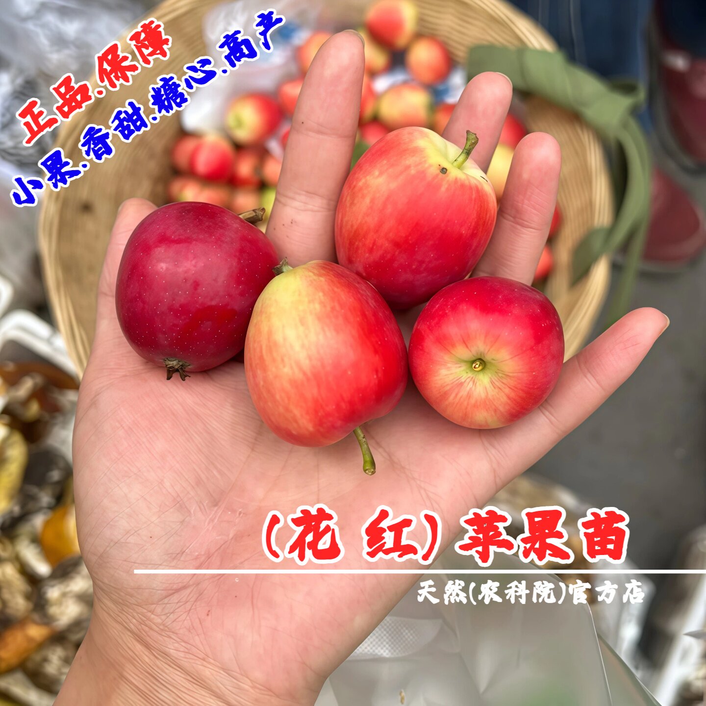 正宗花红果树苗糖心沙果丰产迷你小苹果苗南北方种植耐寒盆栽地栽