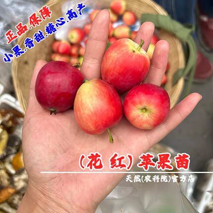 正宗花红果树苗糖心沙果丰产迷你小苹果苗南北方种植耐寒盆栽地栽