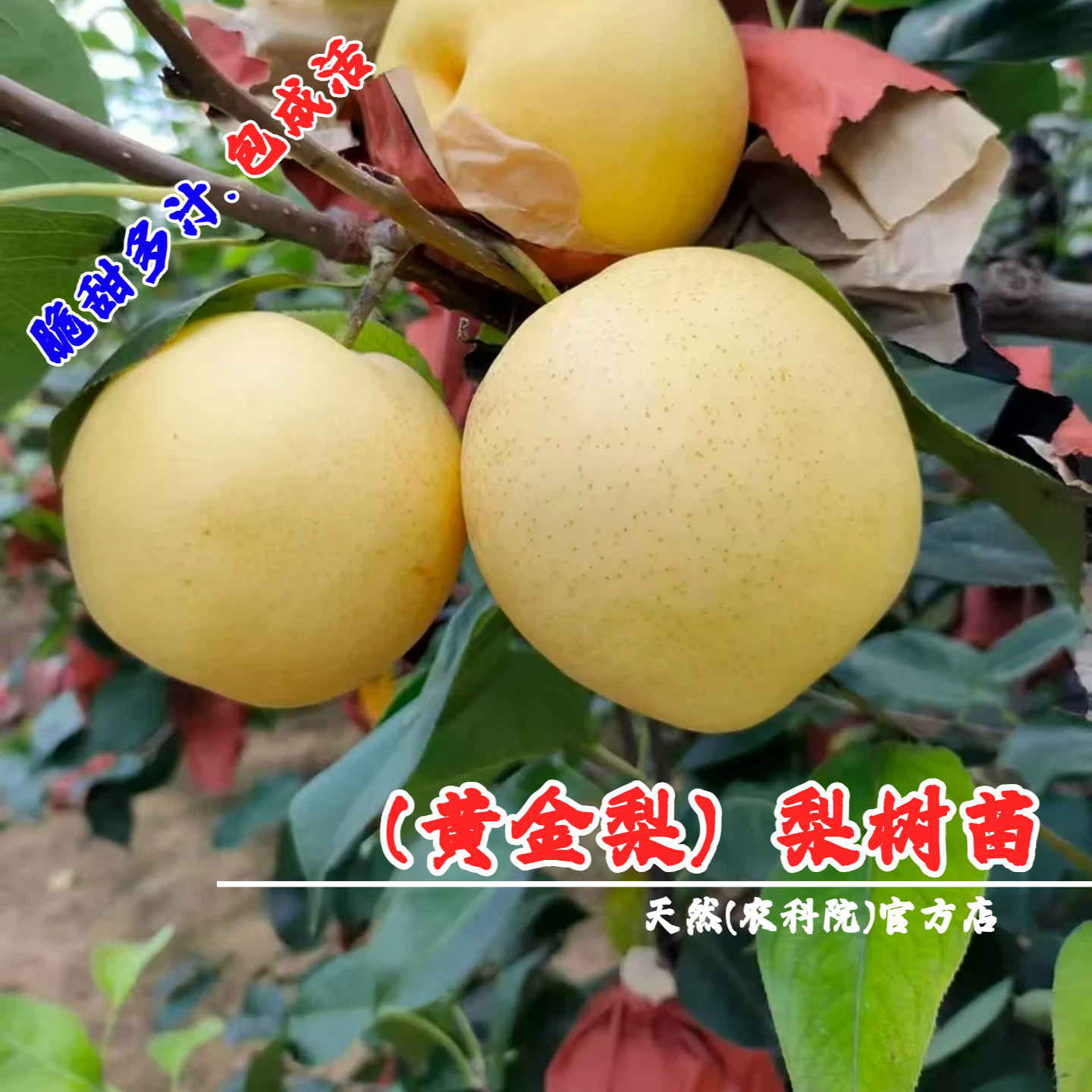 嫁接梨树果苗黄金梨树苗特大脆甜黄皮梨苗盆栽庭院地栽南北方种植