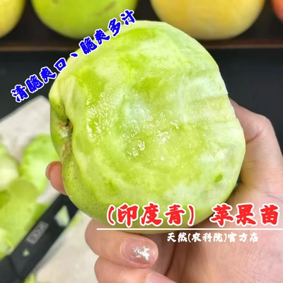 老品种印度青苹果树苗矮化盆栽脆甜冰糖心印冬苹果苗南方北方种植