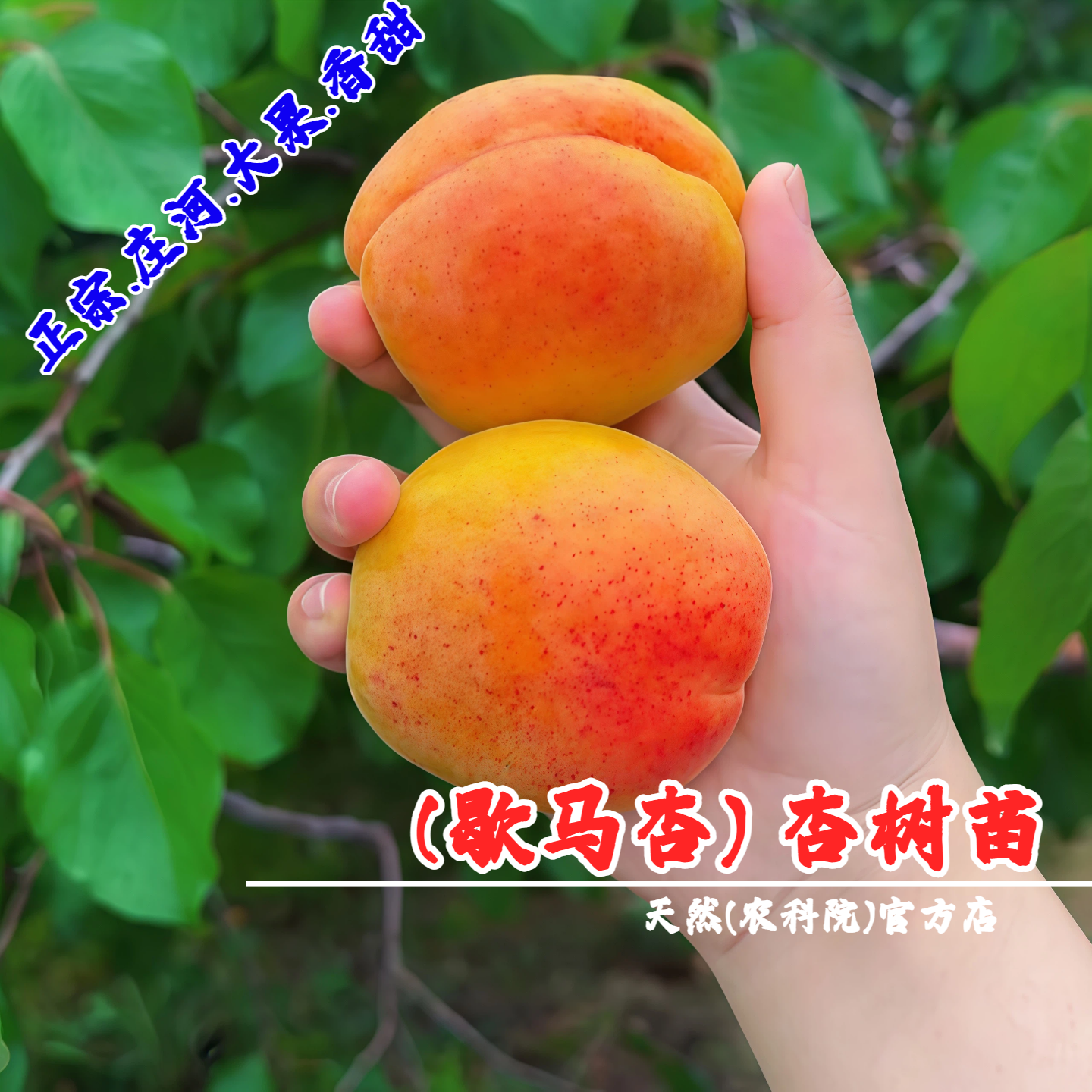 庄河歇马杏树苗特大蜜杏抗冻杏苗盆栽地栽杏子树果苗南方北方种植