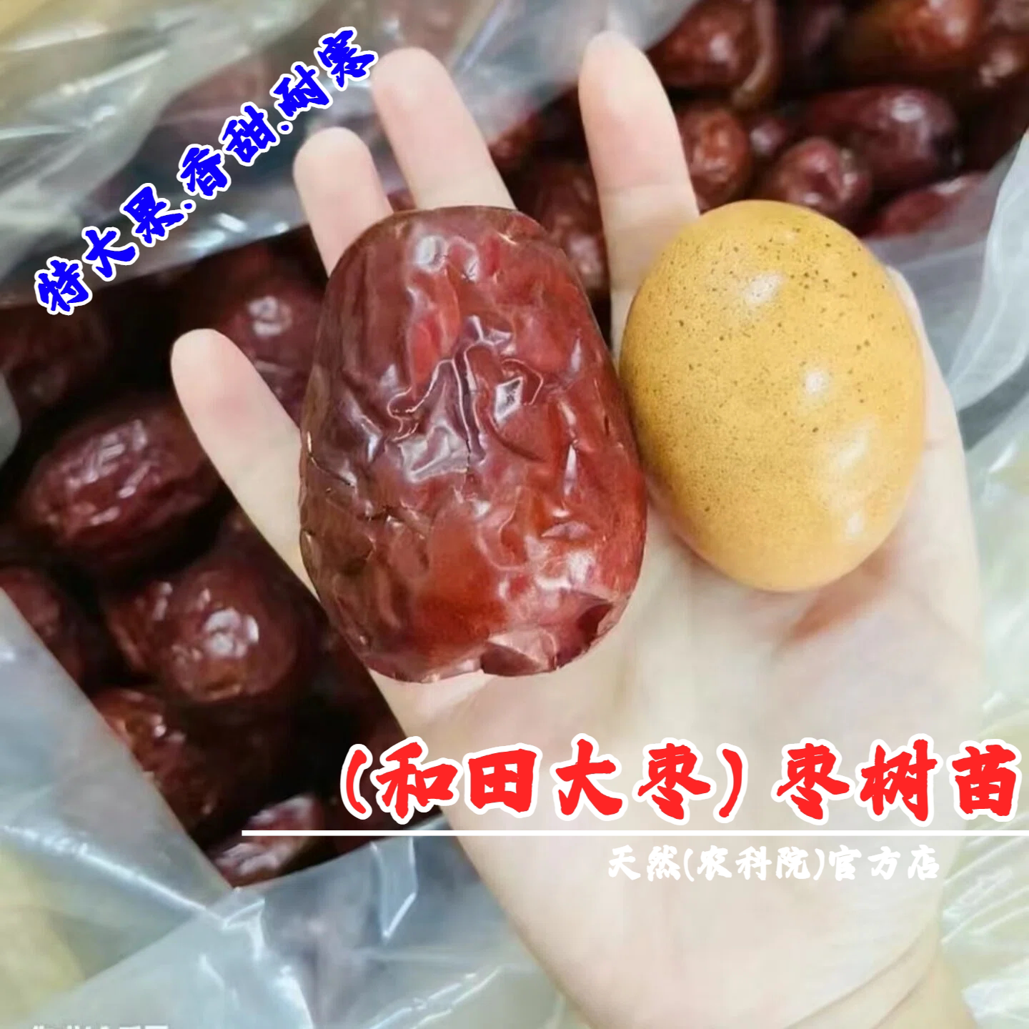 新疆和田大枣树苗耐寒大红枣果树果苗特大鸡蛋枣苗活苗南北方种植