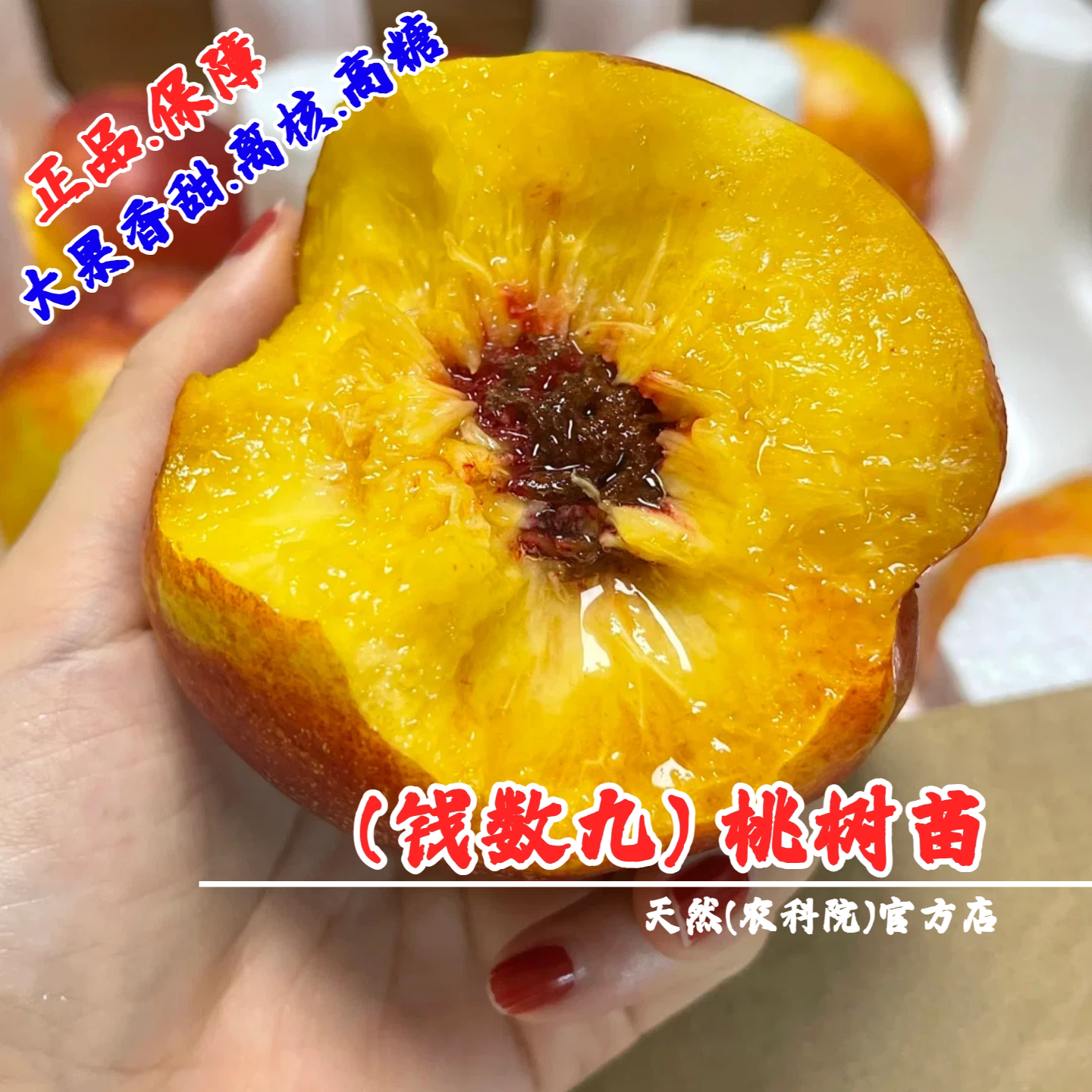 新品种辽宁大果黄肉晚熟脆甜离核钱树九油桃树苗丑桃钱数九油桃苗