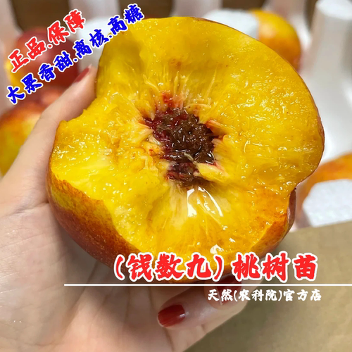 新品种辽宁大果黄肉晚熟脆甜离核钱树九油桃树苗丑桃钱数九油桃苗
