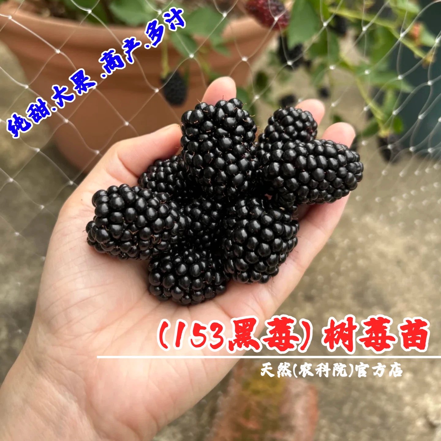 153黑莓树苗四季结果大果双季黑莓苗盆栽浆果树莓果苗南北方种植 - 实物图