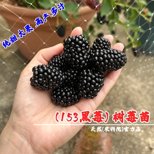 153黑莓树苗四季结果大果双季黑莓苗盆栽浆果树莓果苗南北方种植