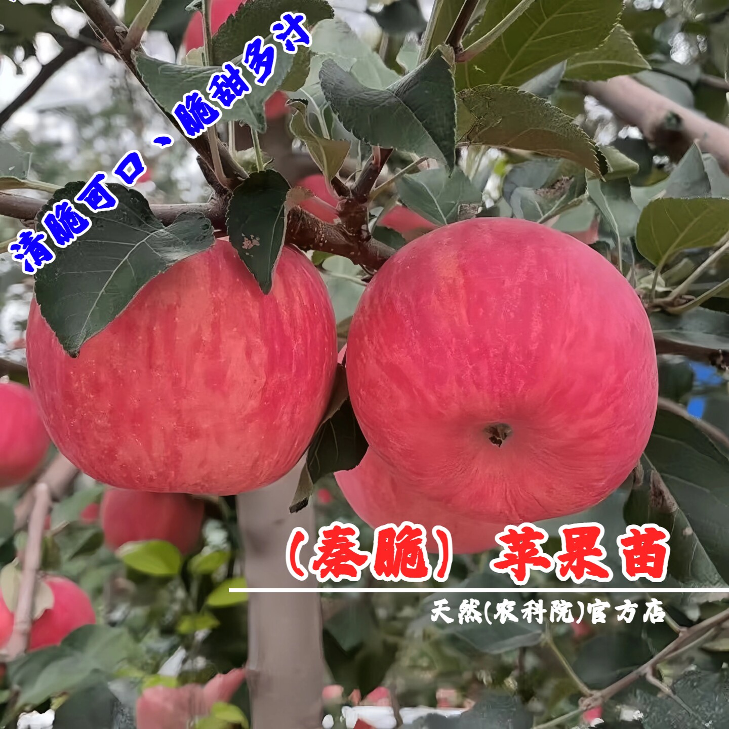 嫁接秦脆苹果树苗脆甜蜜脆富士苹果苗南方北方种植当年结果果树苗