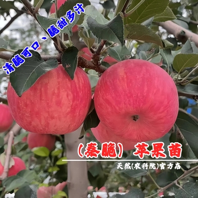 嫁接秦脆苹果树苗脆甜蜜脆富士苹果苗南方北方种植当年结果果树苗