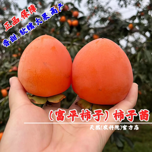 嫁接甜柿子苗树陕西富平尖柿树苗牛心特大柿树盆栽庭院南北方种植