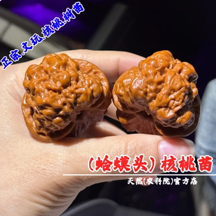 延庆蛤蟆头文玩核桃树苗盆栽耐寒把玩金蟾青蛙麻核桃苗南北方种植