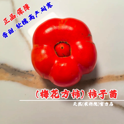 老品种梅花无核方柿树苗嫁接软甜柿子苗特大庭院柿子树南北方种植