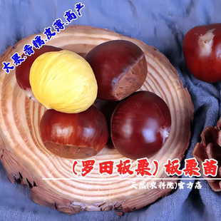 湖北罗田板栗苗树嫁接大果板栗树苗盆栽地栽栗子果苗南方北方种植