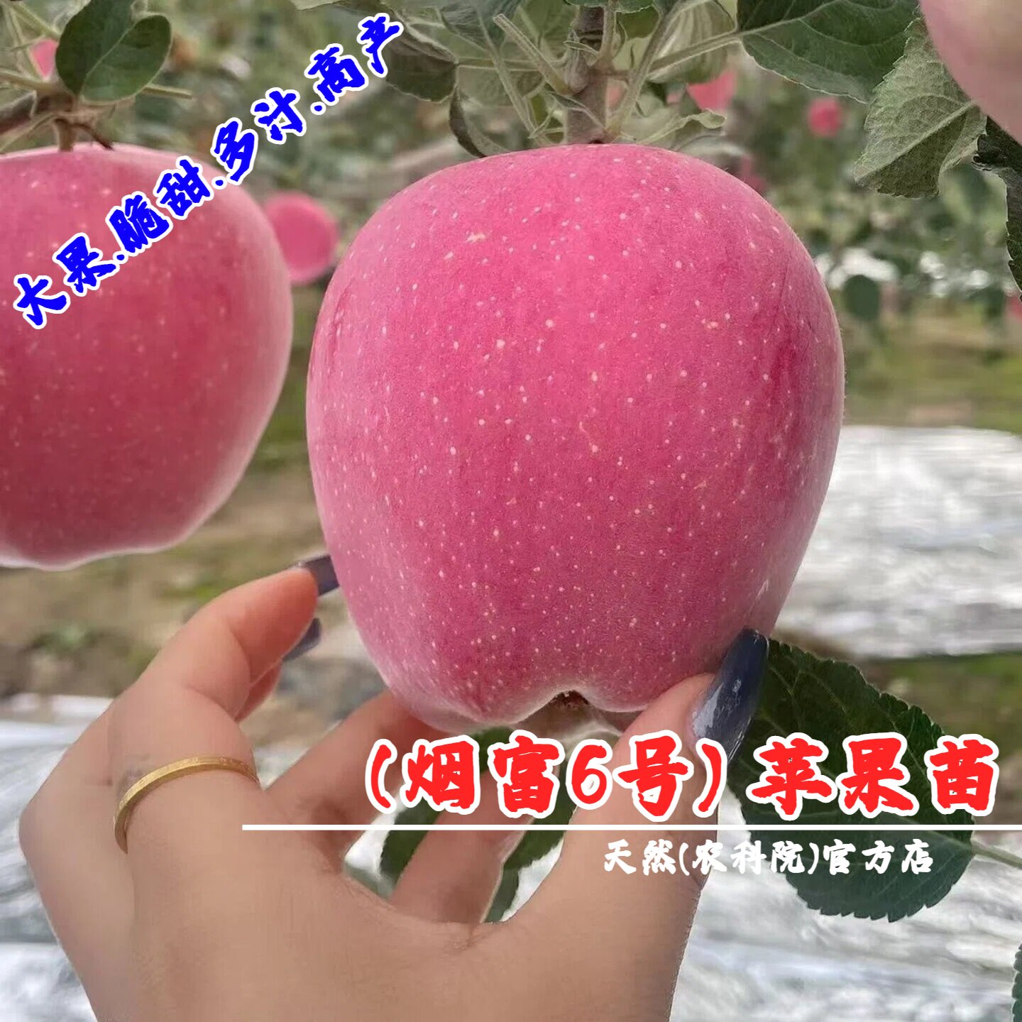 嫁接耐寒山东烟台红富士苹果树苗盆栽庭院特大脆甜烟富6号苹果苗