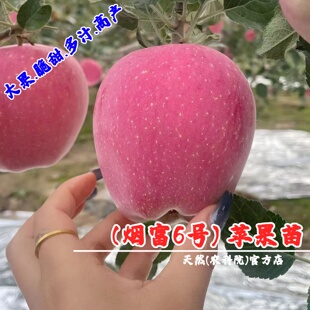 嫁接耐寒山东烟台红富士苹果树苗盆栽庭院特大脆甜烟富6号苹果苗
