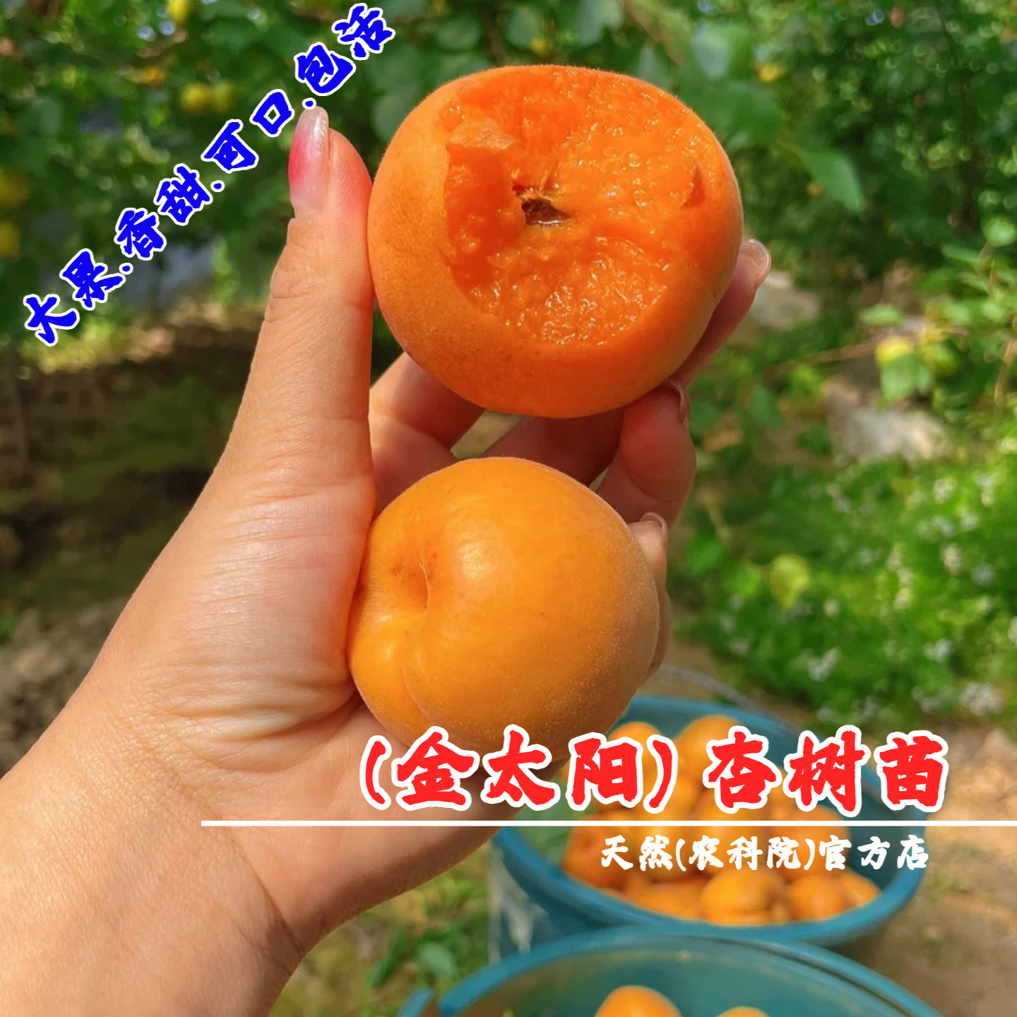 嫁接金太阳杏树苗大黄杏果苗杏子苗特大杏苗南方北方种植当年结果