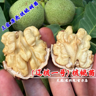 嫁接纸皮核桃树果苗辽核一号薄壳耐寒核桃苗南方北方种植当年结果